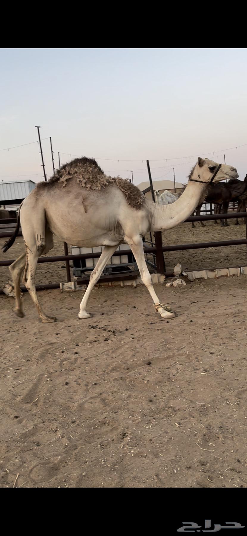 Stem vaccine controlled by halter64418254839938110