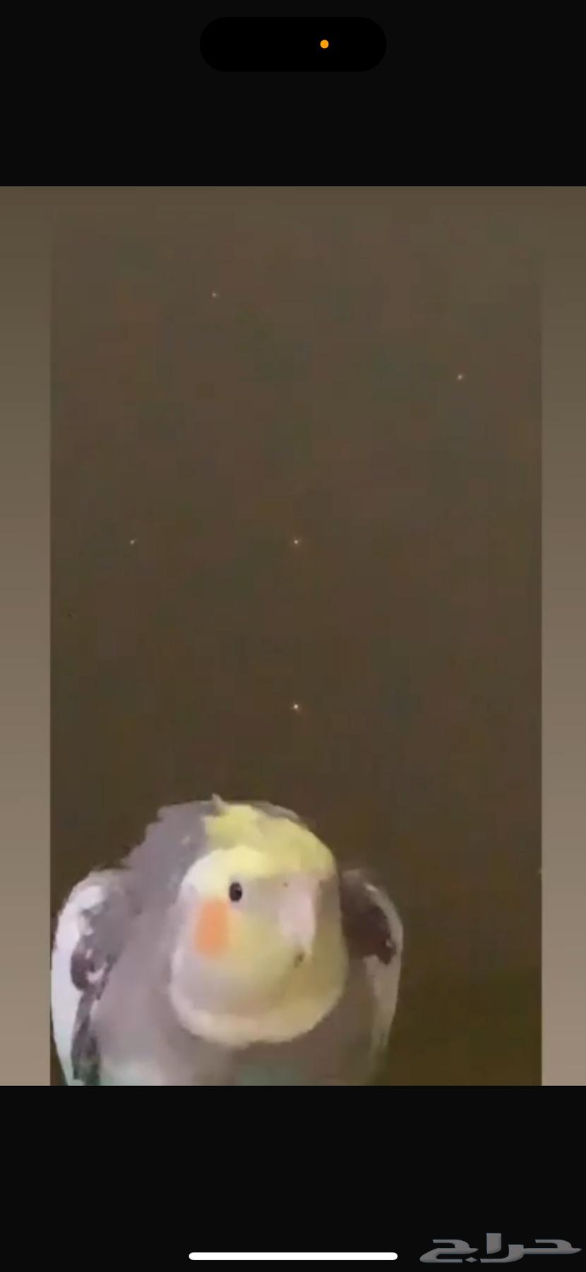 ببغاء كروان64416532008321111