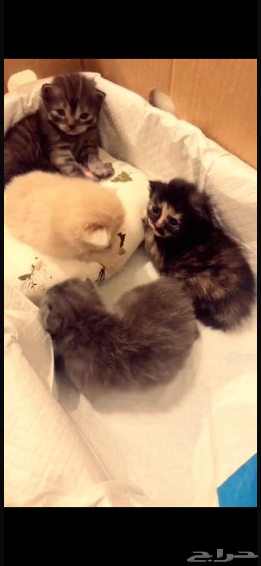 قطط للبيع64412775590531111