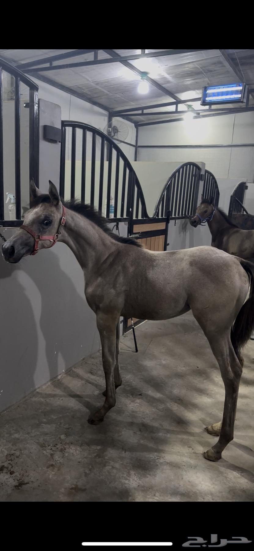 مهره شعبيه شيخه64413340077825111