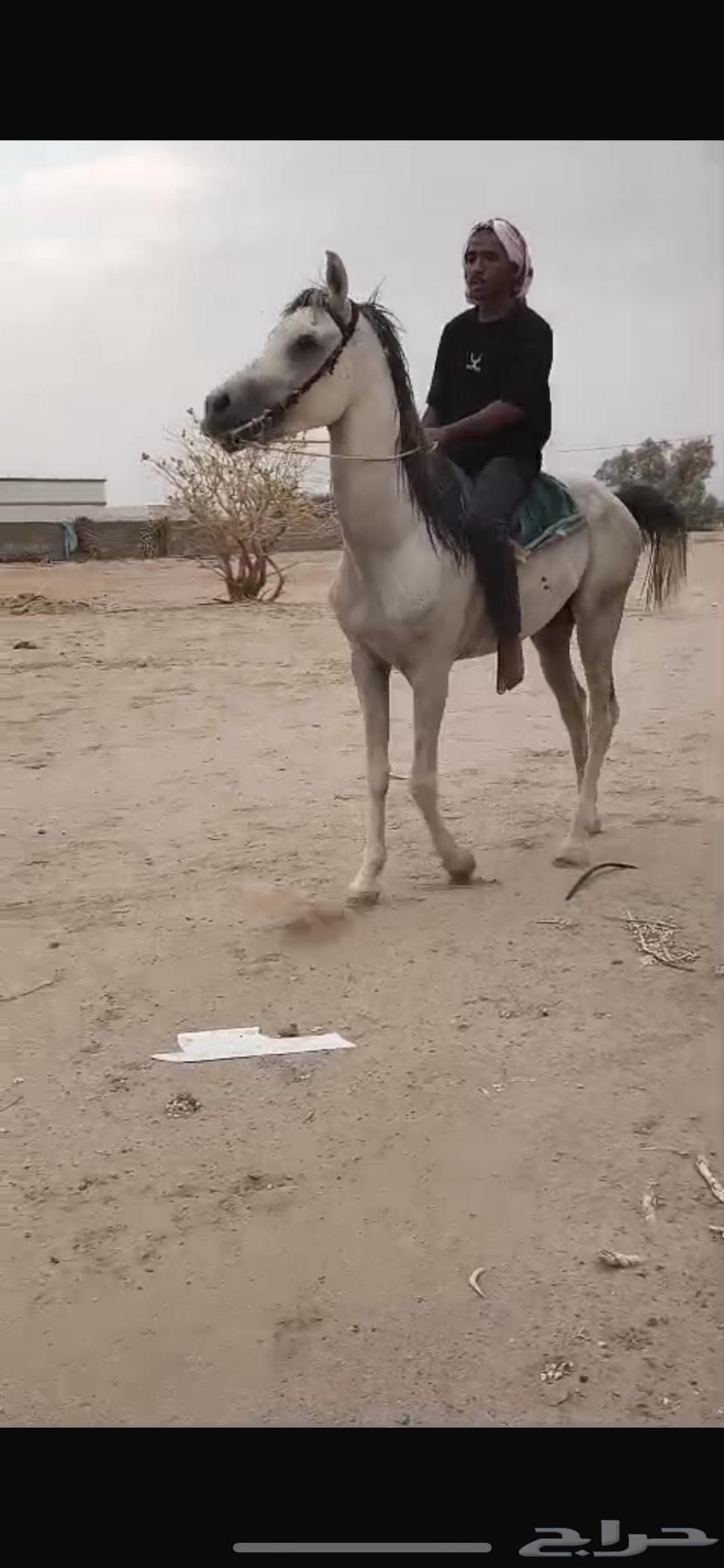 حصان للبيع64417115653379110