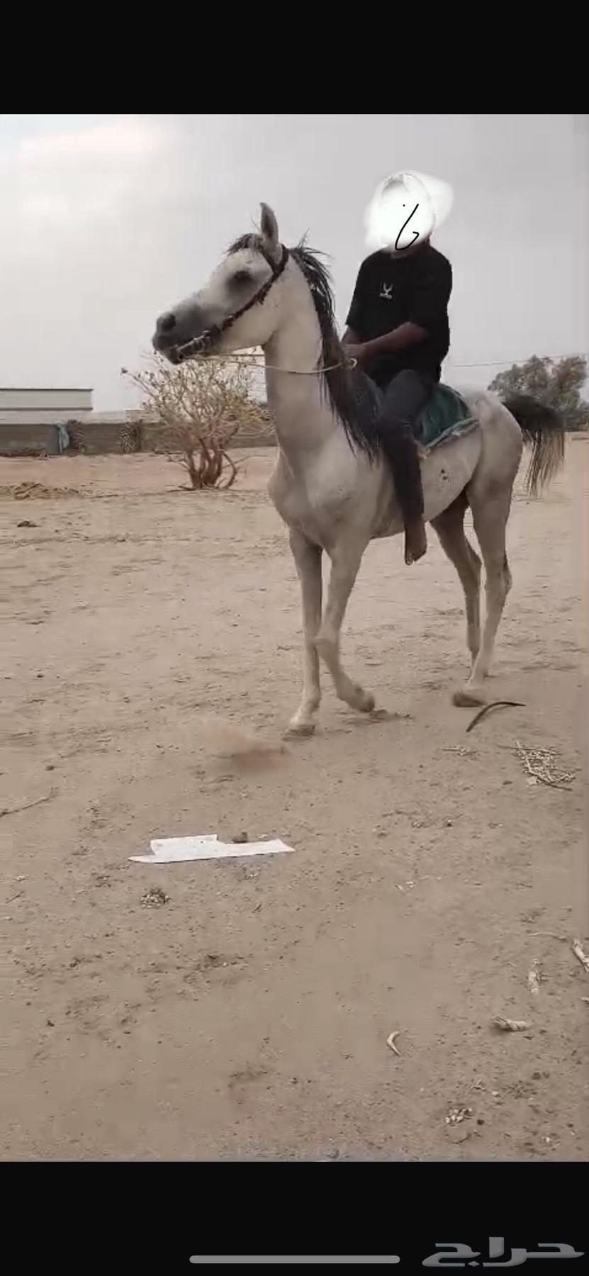 حصان للبيع64417115653379112