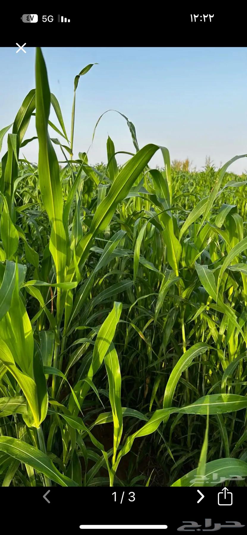 قصب اخضر احد المسارحة64414170765185110