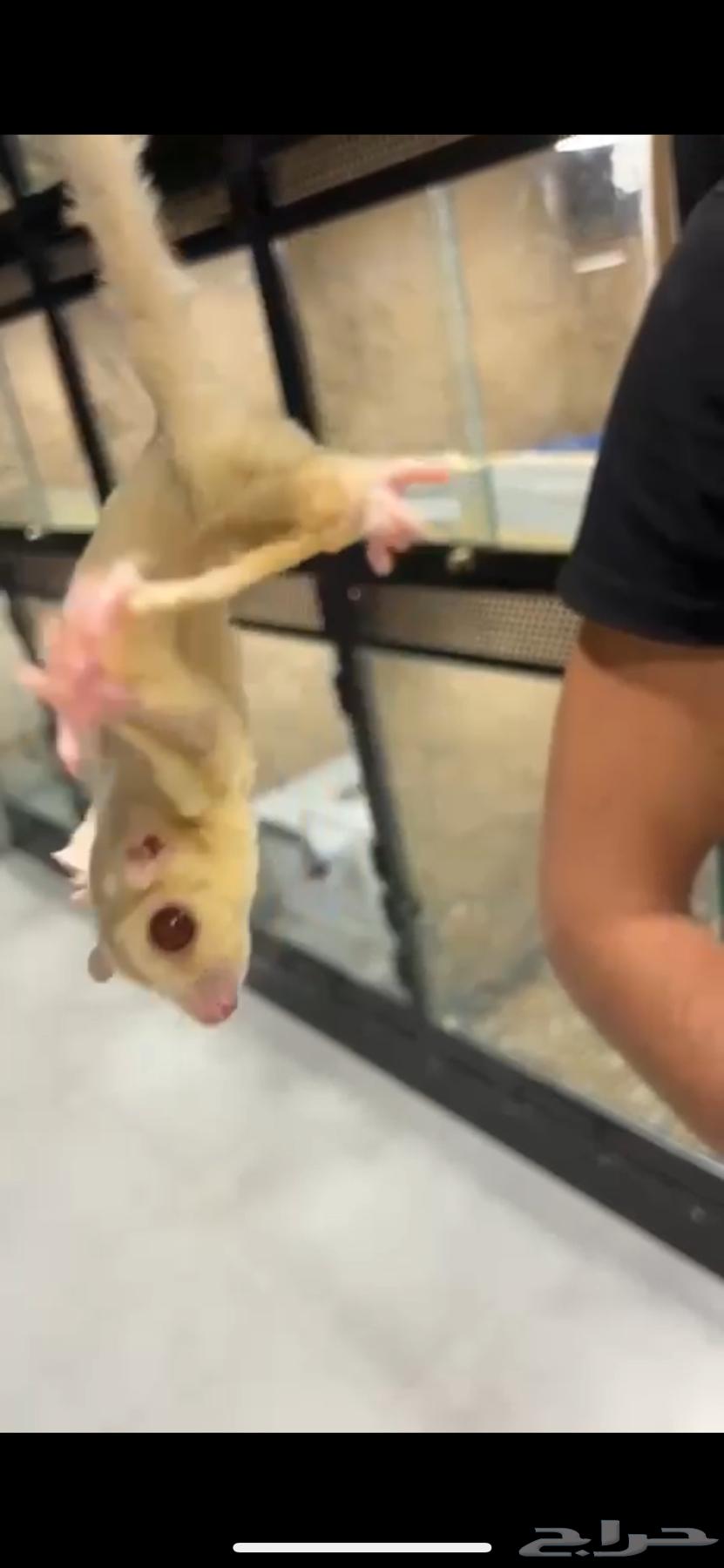 Flying Squirrel (Sugar Glider)64416637059330110