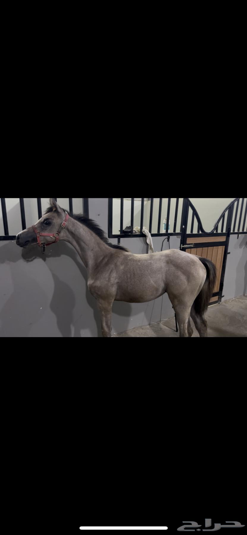 مهره شعبيه شيخه64413340077825110