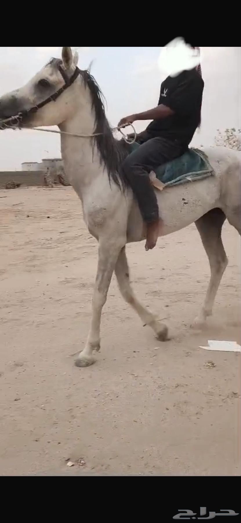 حصان للبيع64417115653379113