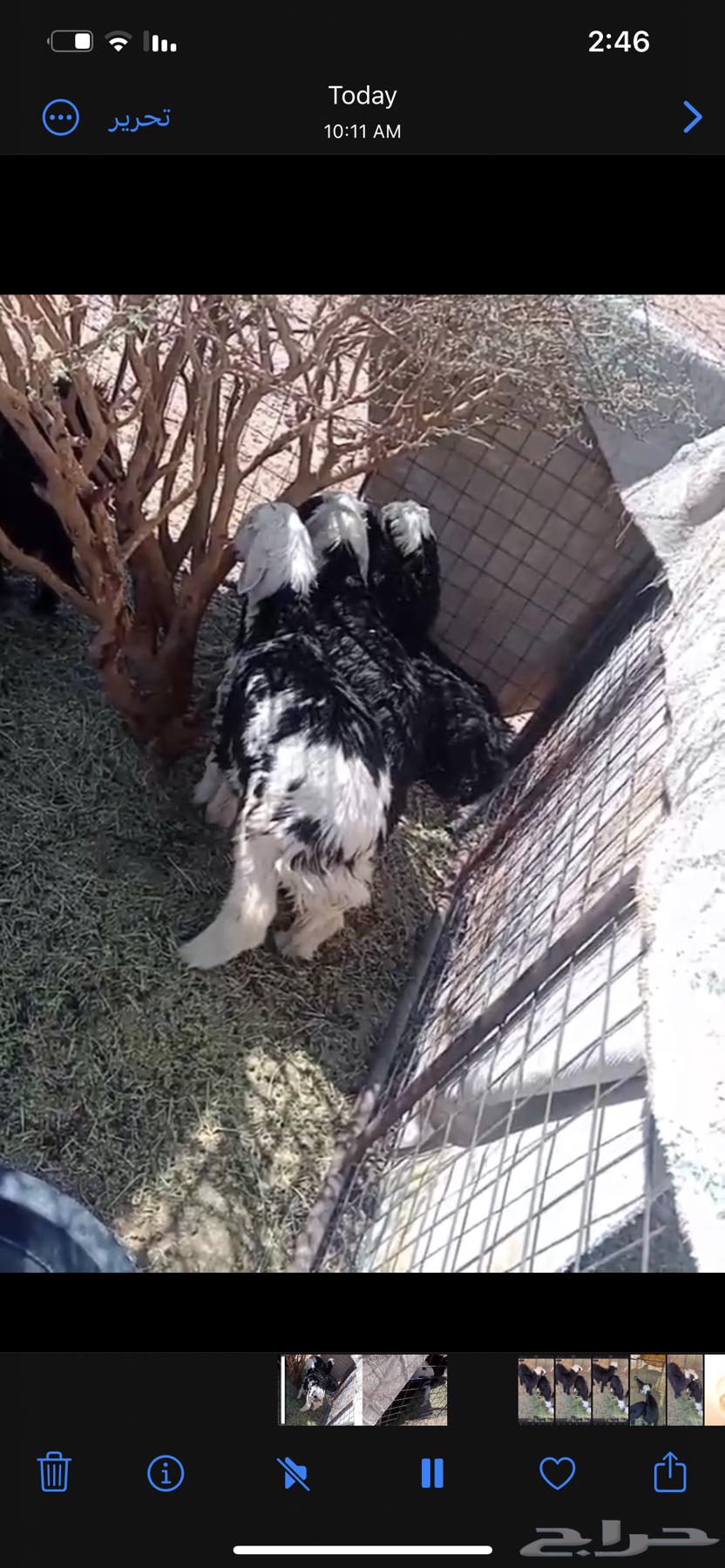 طليان64415397841539110