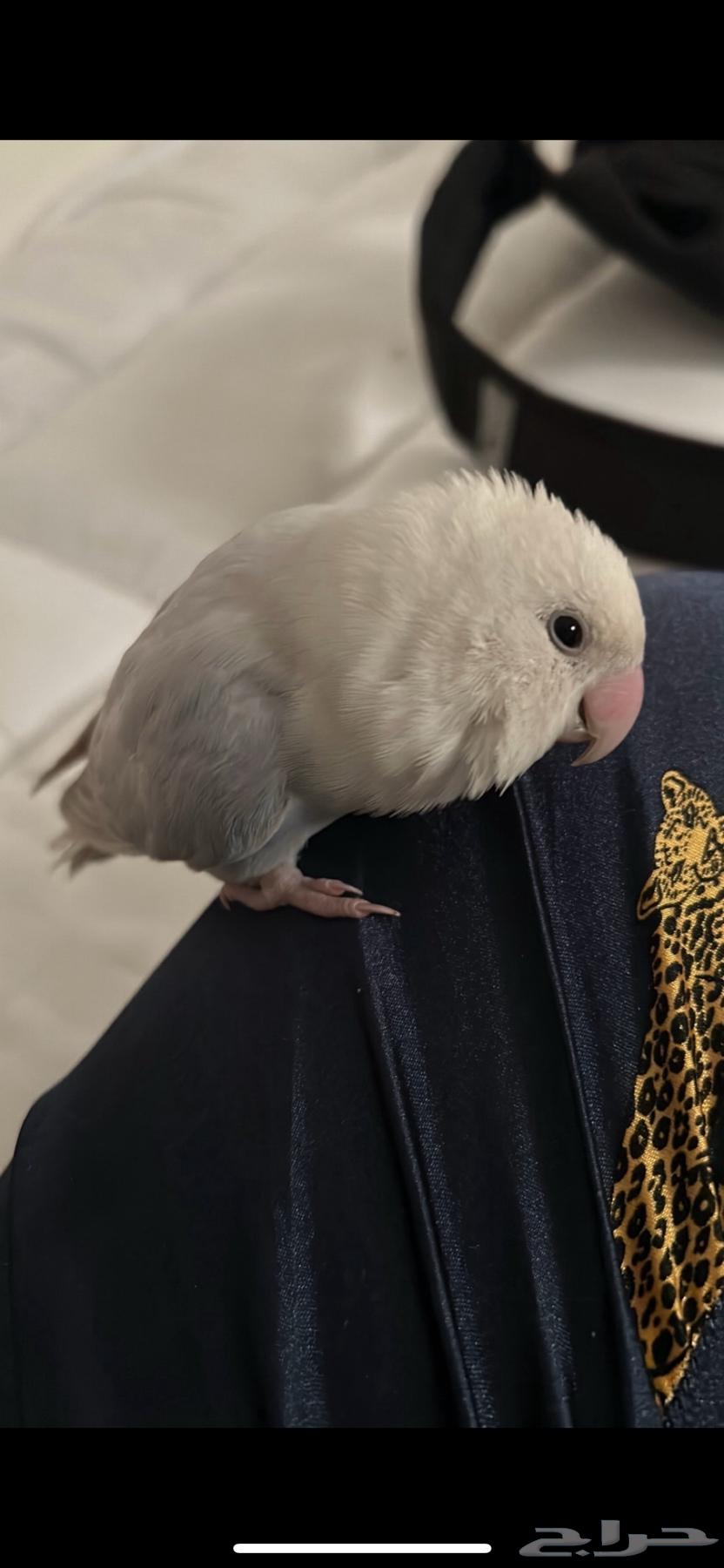 زوج من الروز للبيع64414819738883112