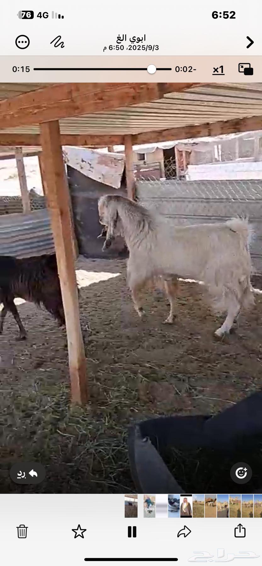 Tais Fahel64417211113473114