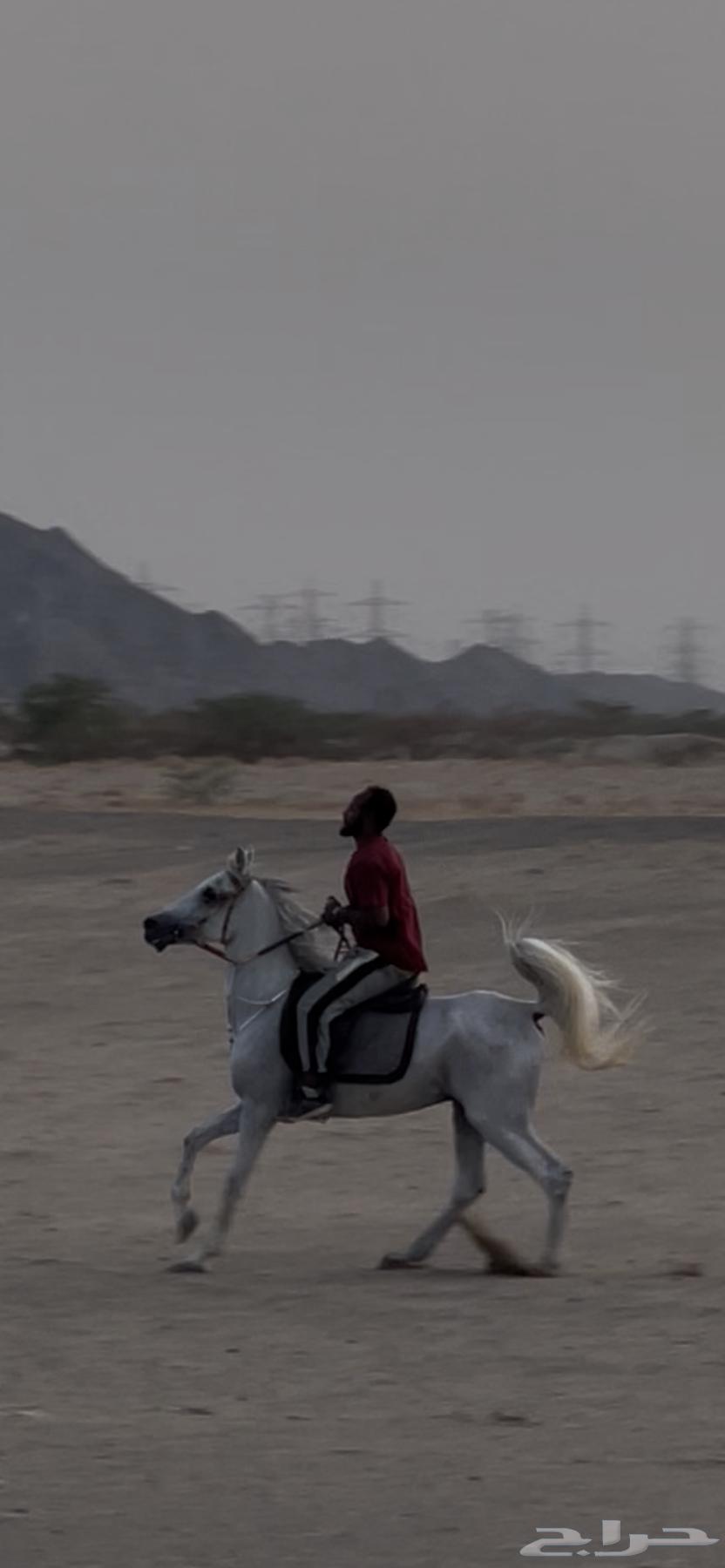 حصان شعبي تم البيع64412292535041112