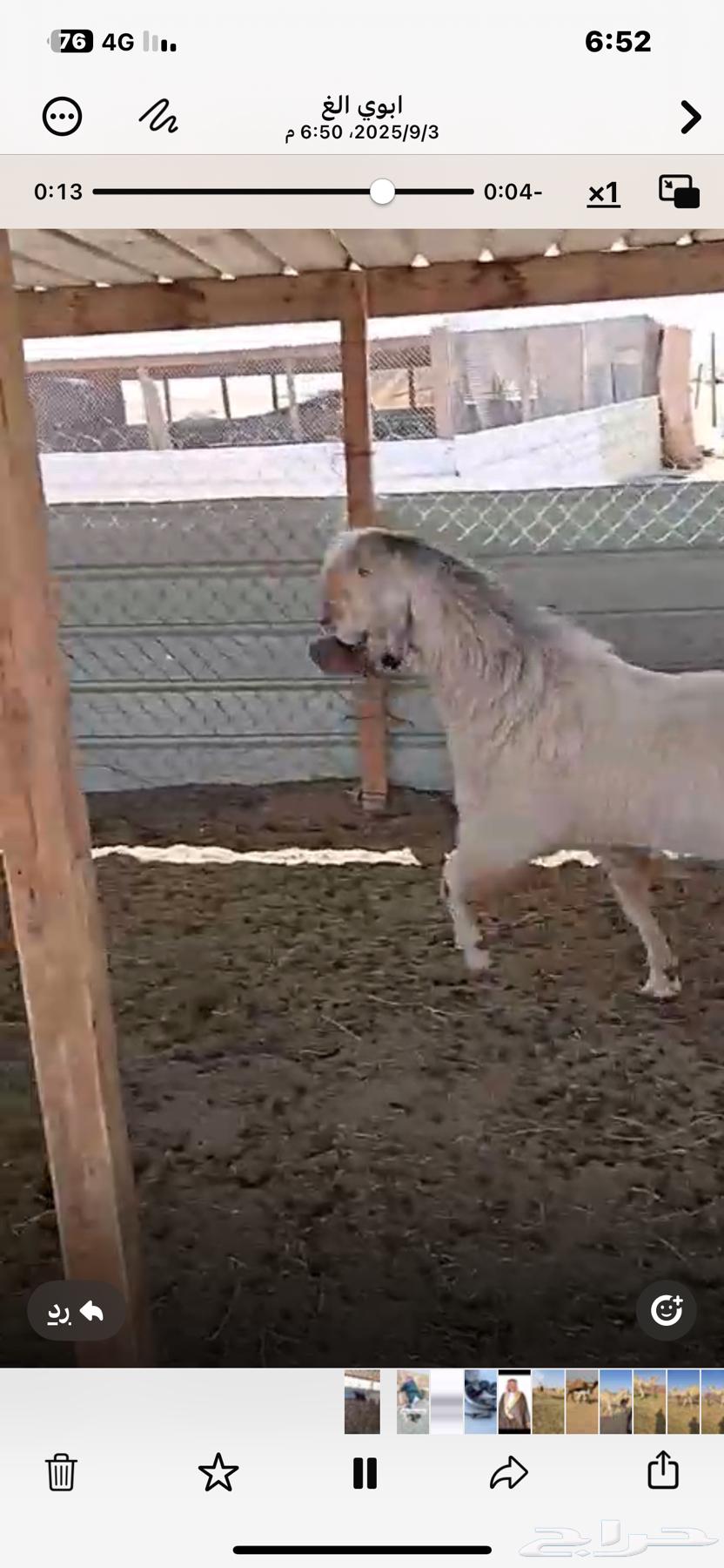 Tais Fahel64417211113473111