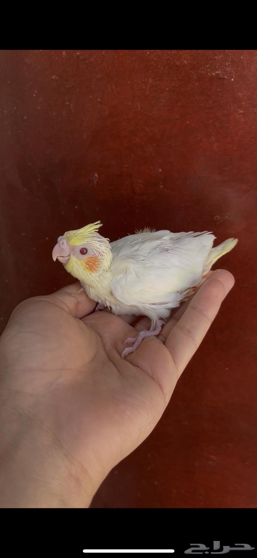 فروخ كروان مشروع هدد64413326836611113