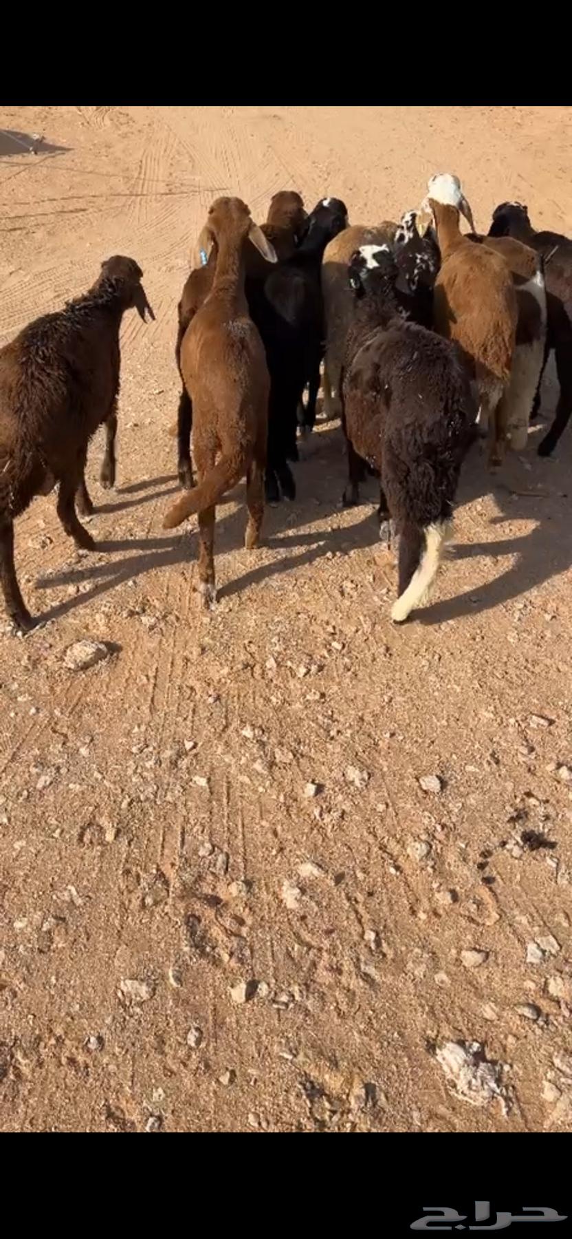 للبيع سواكن حمري ( تم البيع )64416094672129110