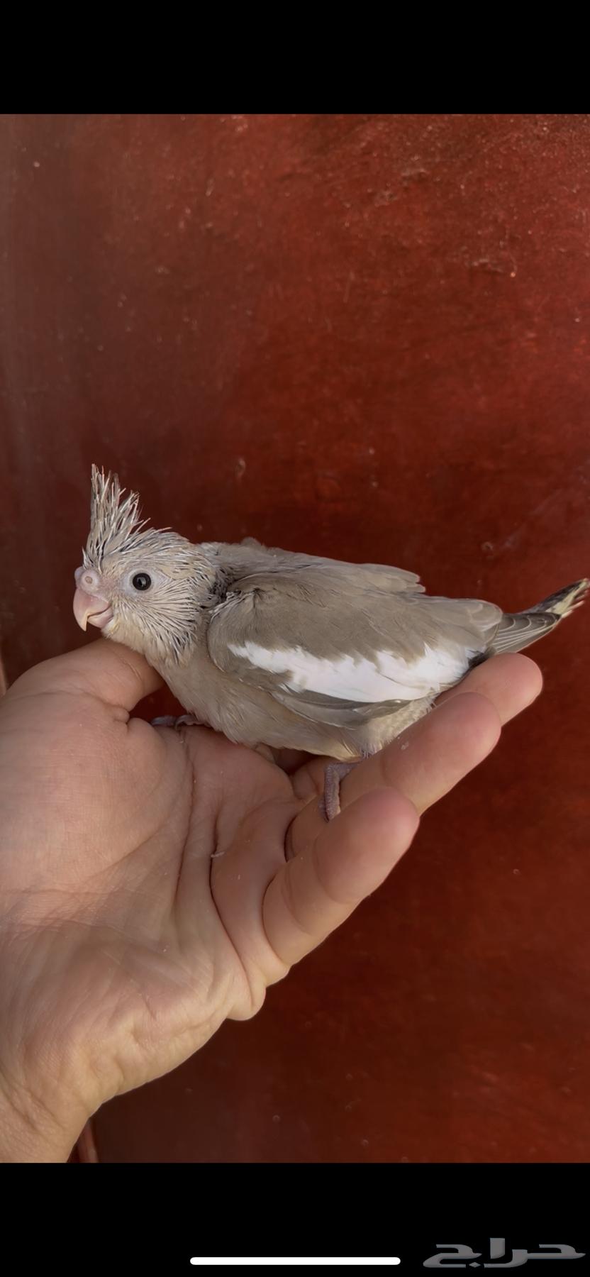 فروخ كروان مشروع هدد64413326836611112