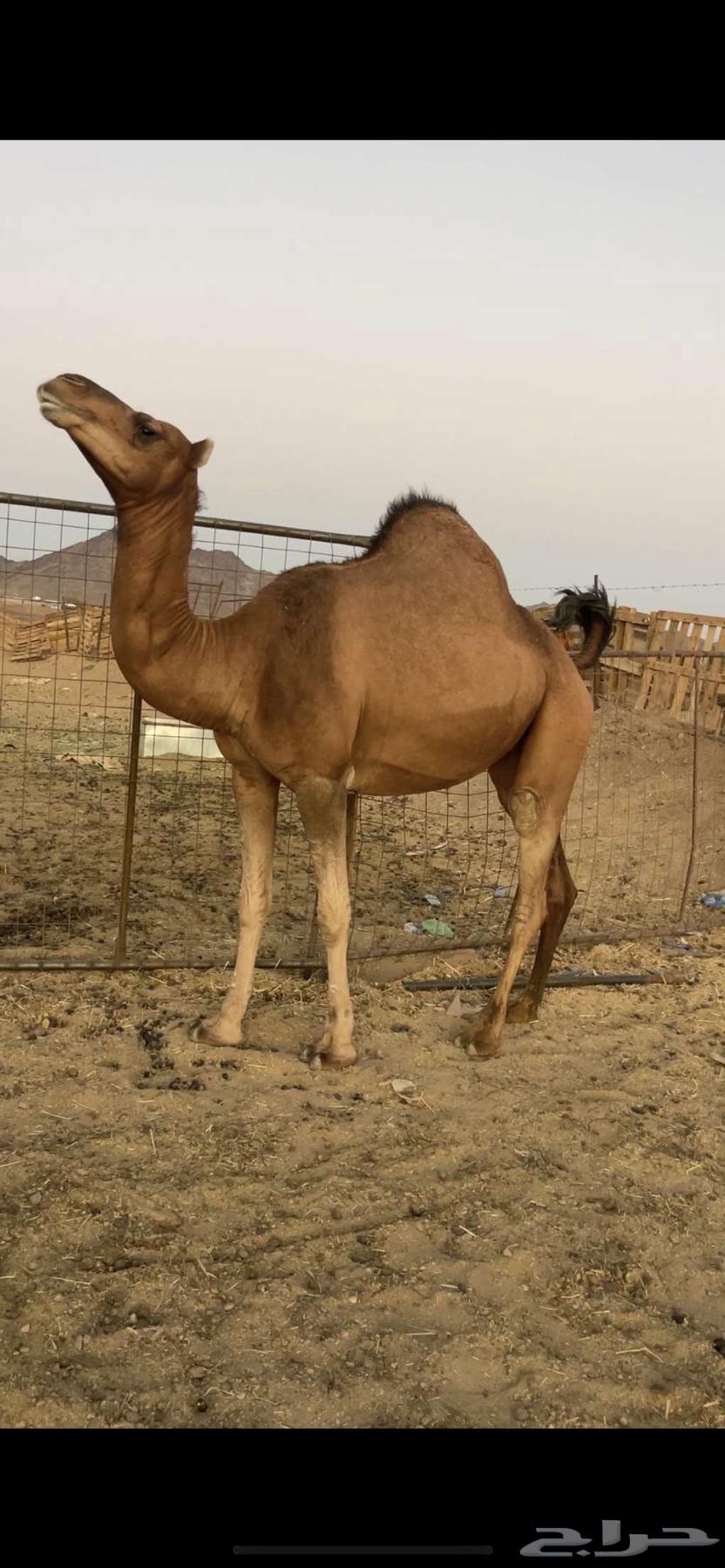 Red heifer, horned, with veil, asking price 9500, sold64419078296963110