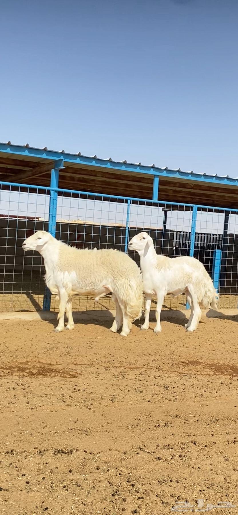 طليان حريات صنف64417494952578110