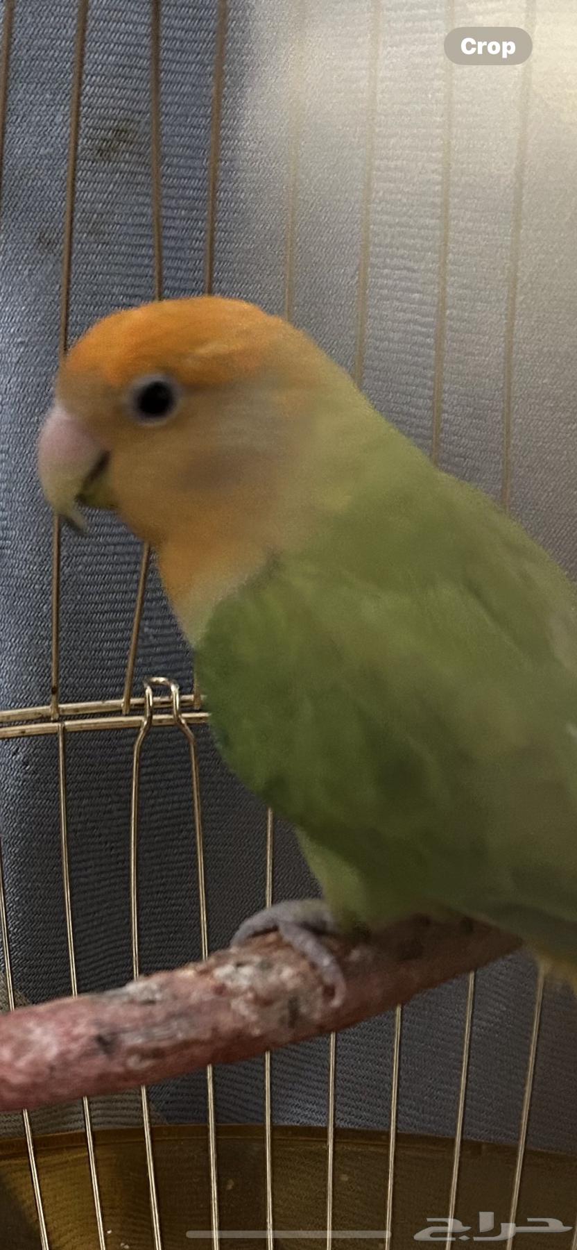 زوج من الروز للبيع64414819738883113