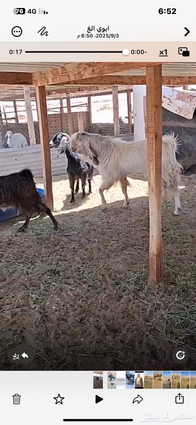 Tais Fahel64417211113473113