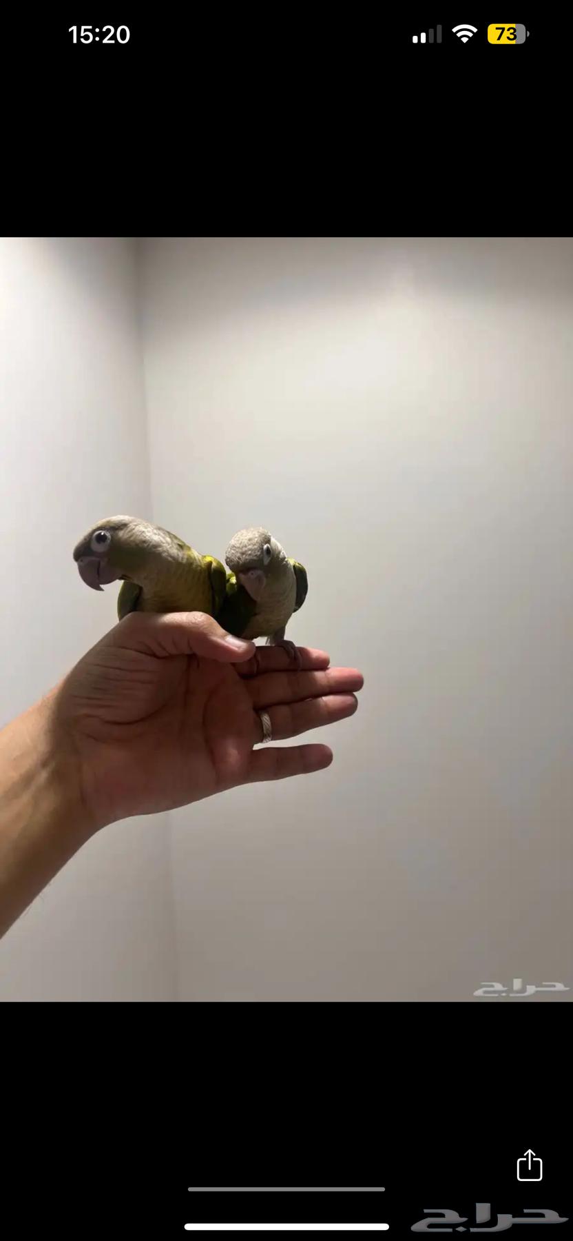 كنيور64418214193026111