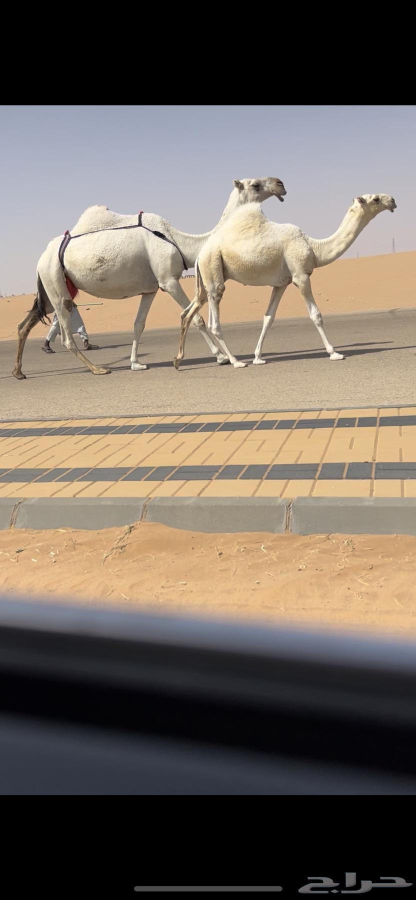 للبيع عشراء وضحاء حدرها قعود كفو جدا64417265072002110