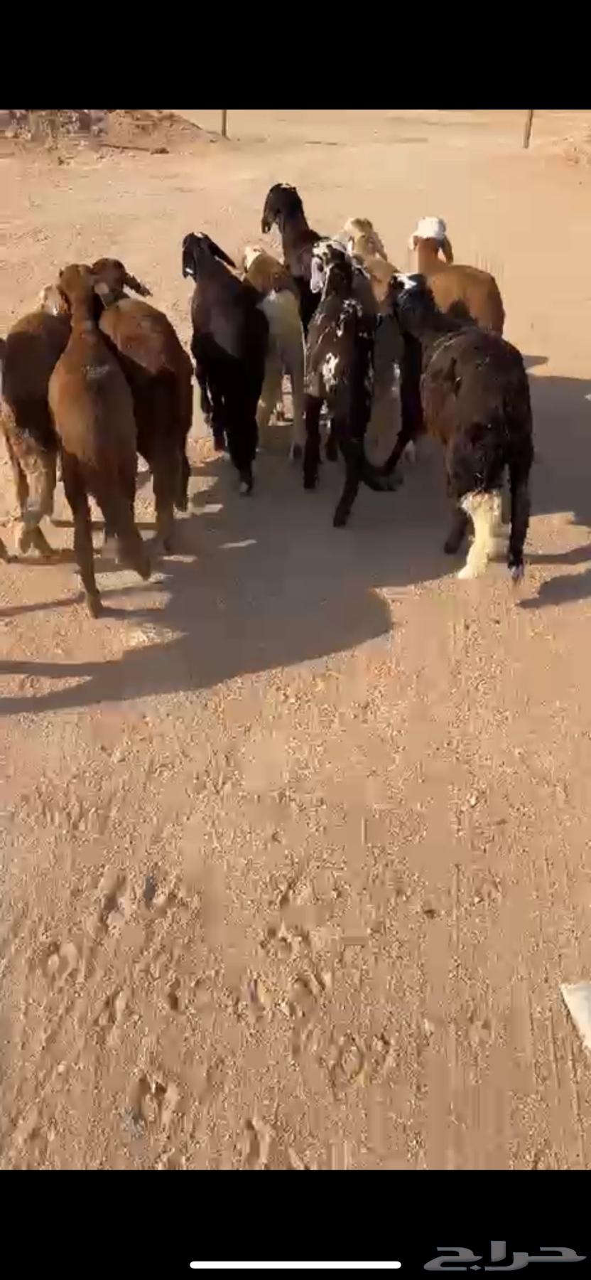 للبيع سواكن حمري ( تم البيع )64416094672129111