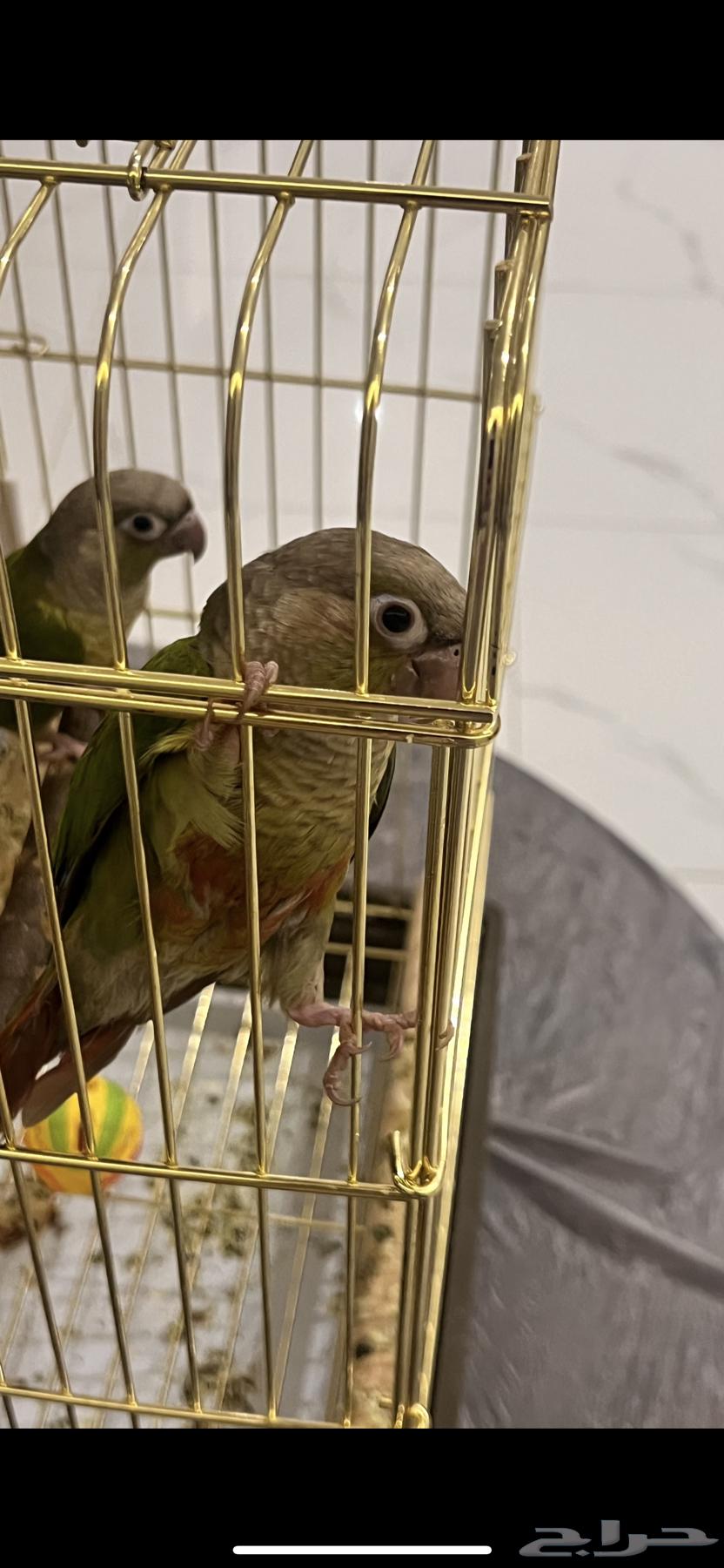 كنيور64418214193026110