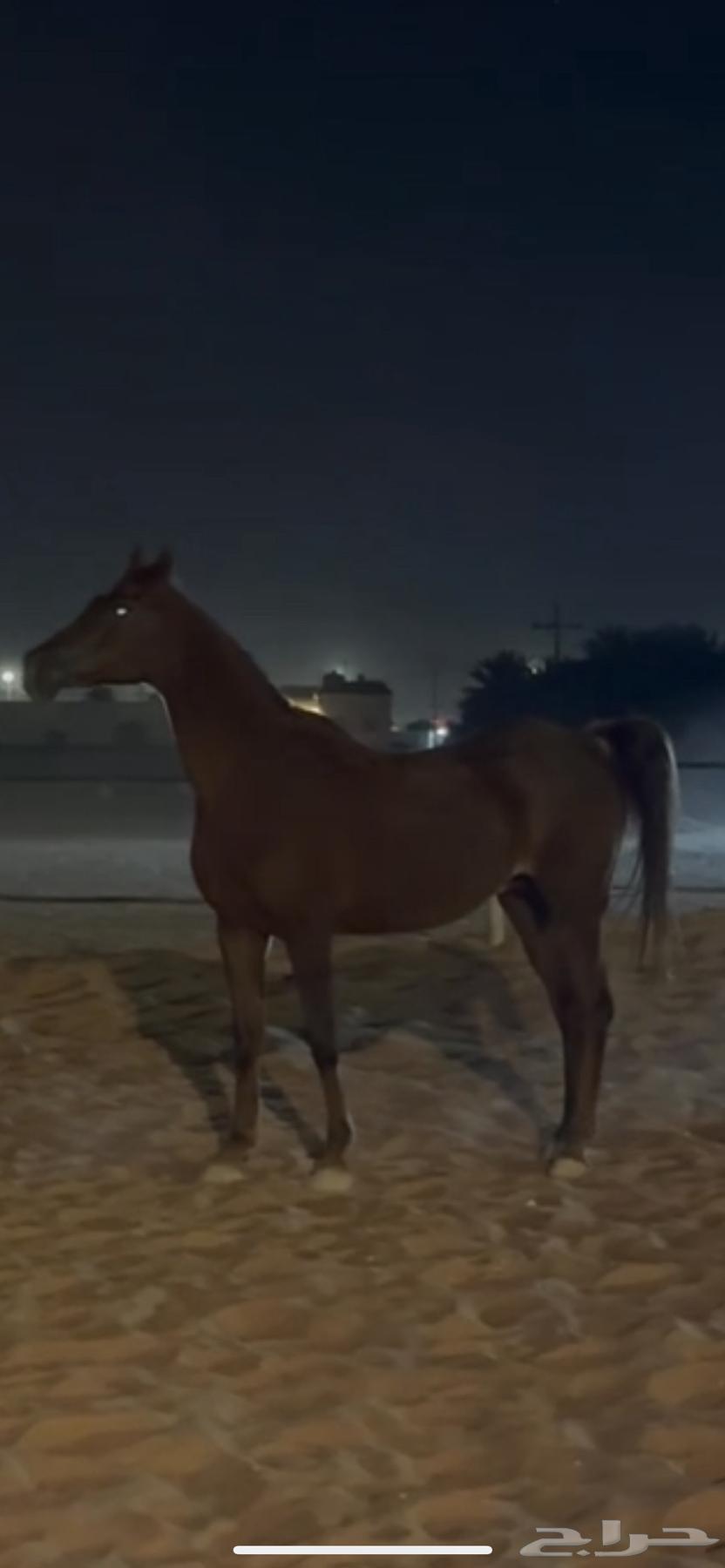 فرس واهوا للبيع والبيع سمح64414846532738110