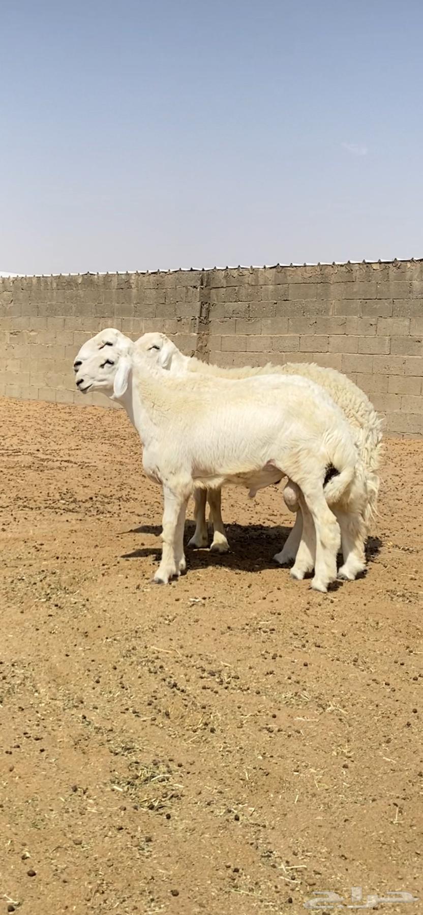 طليان حريات صنف64417494952578112