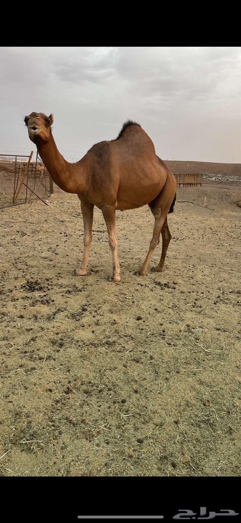 Red heifer, horned, with veil, asking price 9500, sold64419078296963114
