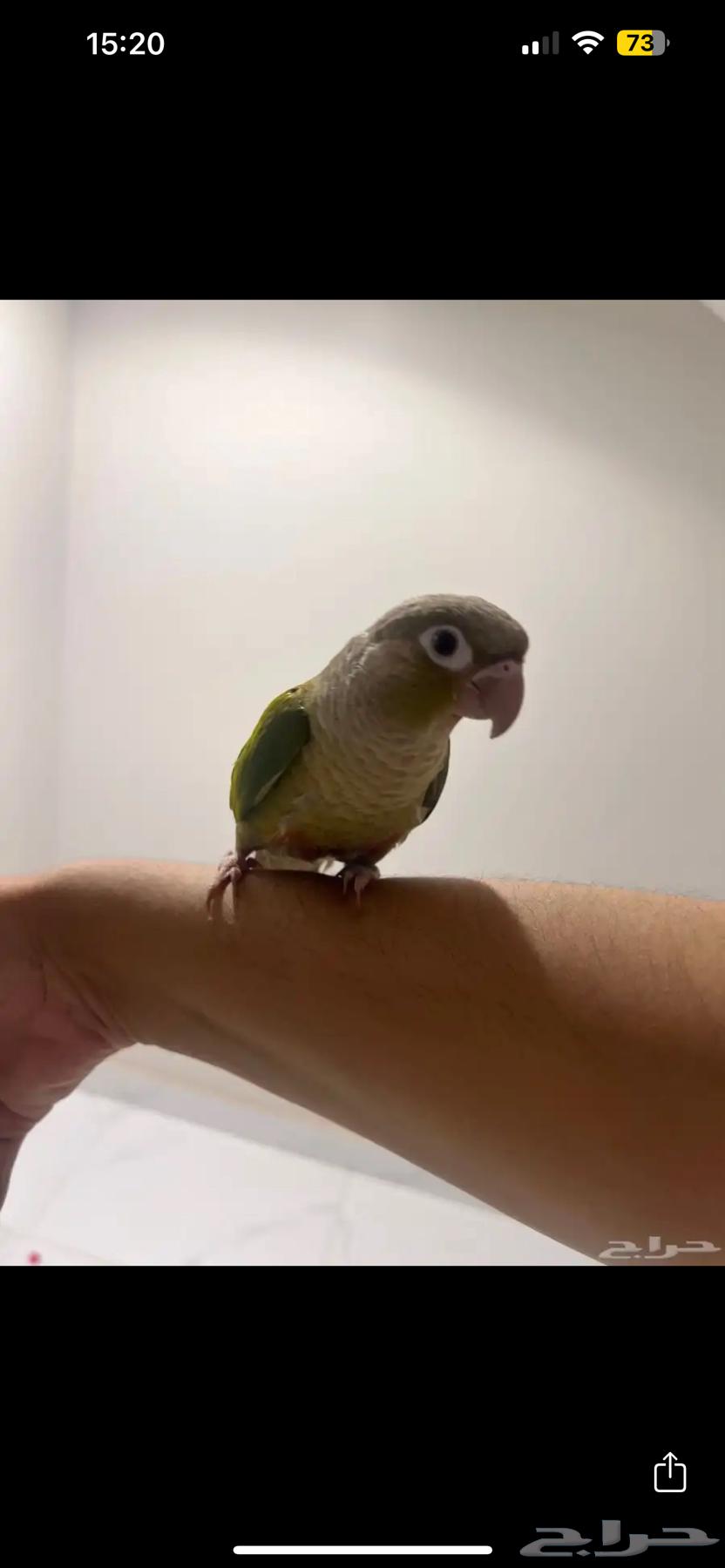 كنيور64418214193026112