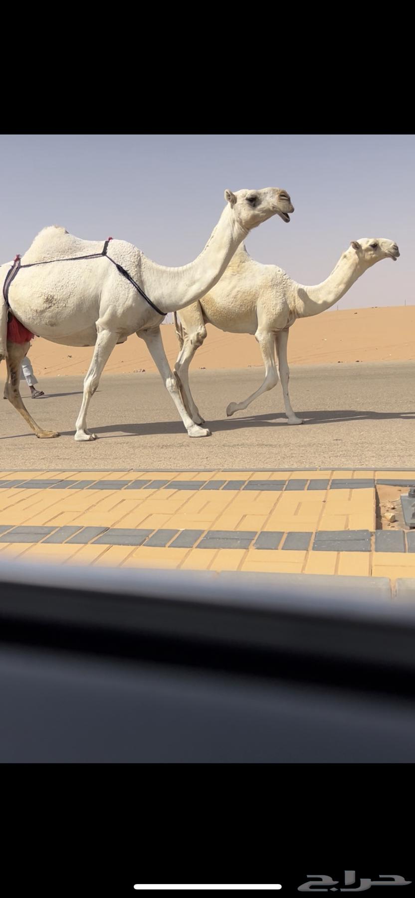 للبيع عشراء وضحاء حدرها قعود كفو جدا64417265072002112