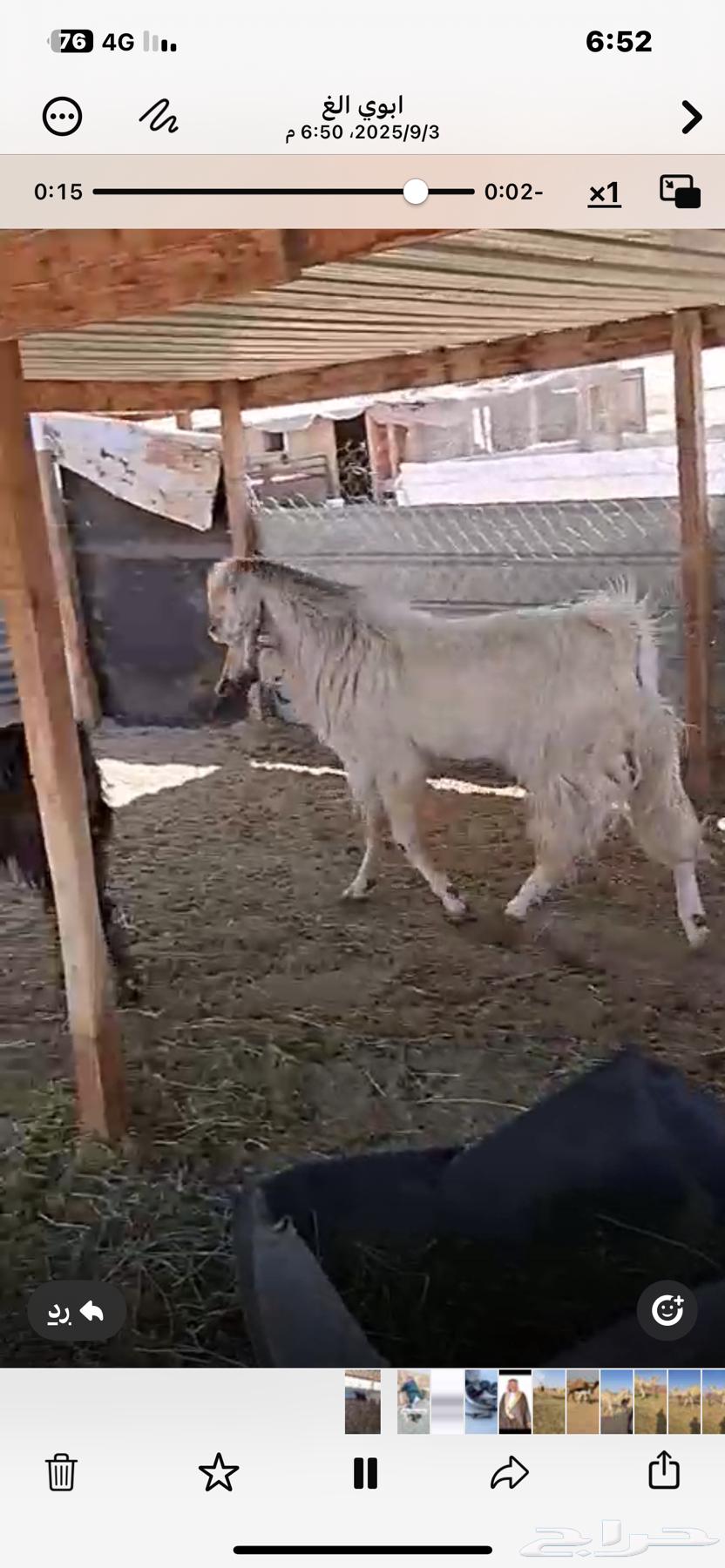 Tais Fahel64417211113473110