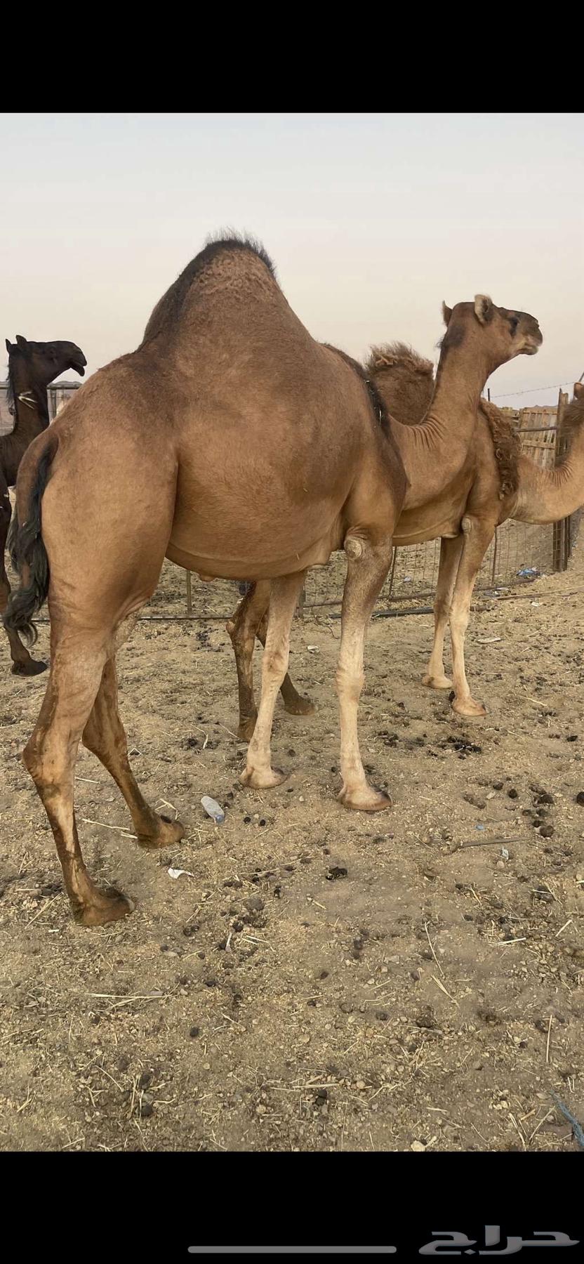Red heifer, horned, with veil, asking price 9500, sold64419078296963111