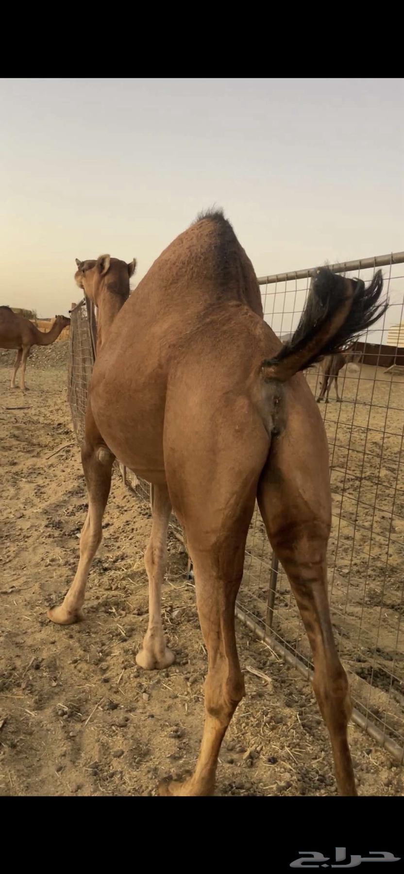 Red heifer, horned, with veil, asking price 9500, sold64419078296963112