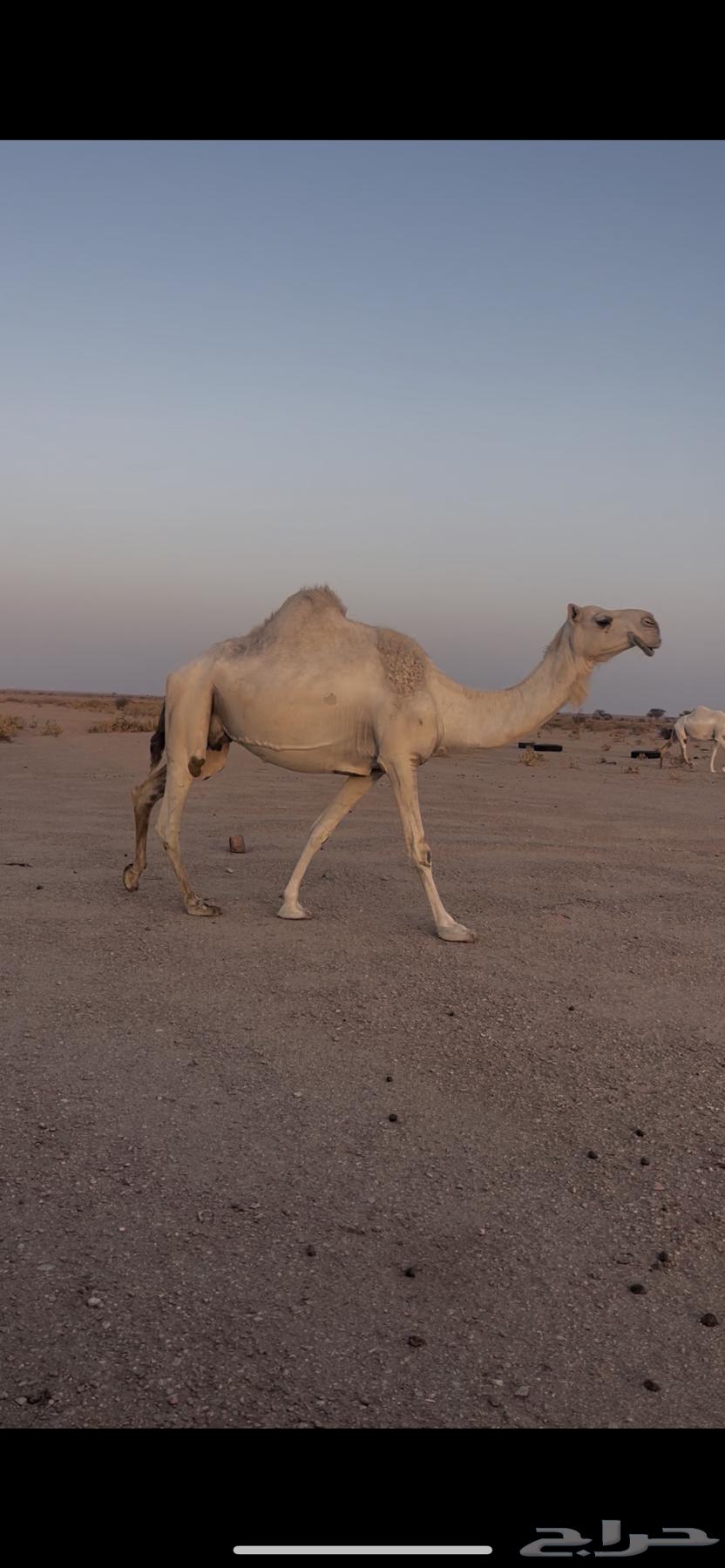 عشرا وضحا للبيع64418039402499110