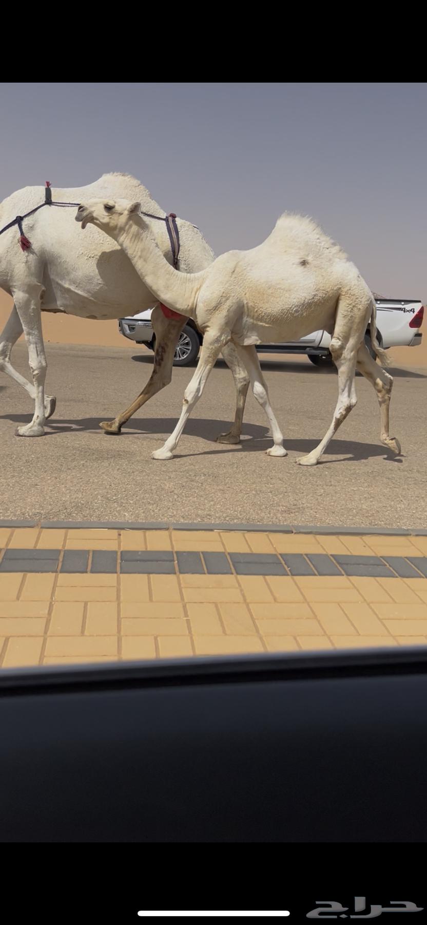 للبيع عشراء وضحاء حدرها قعود كفو جدا64417265072002111