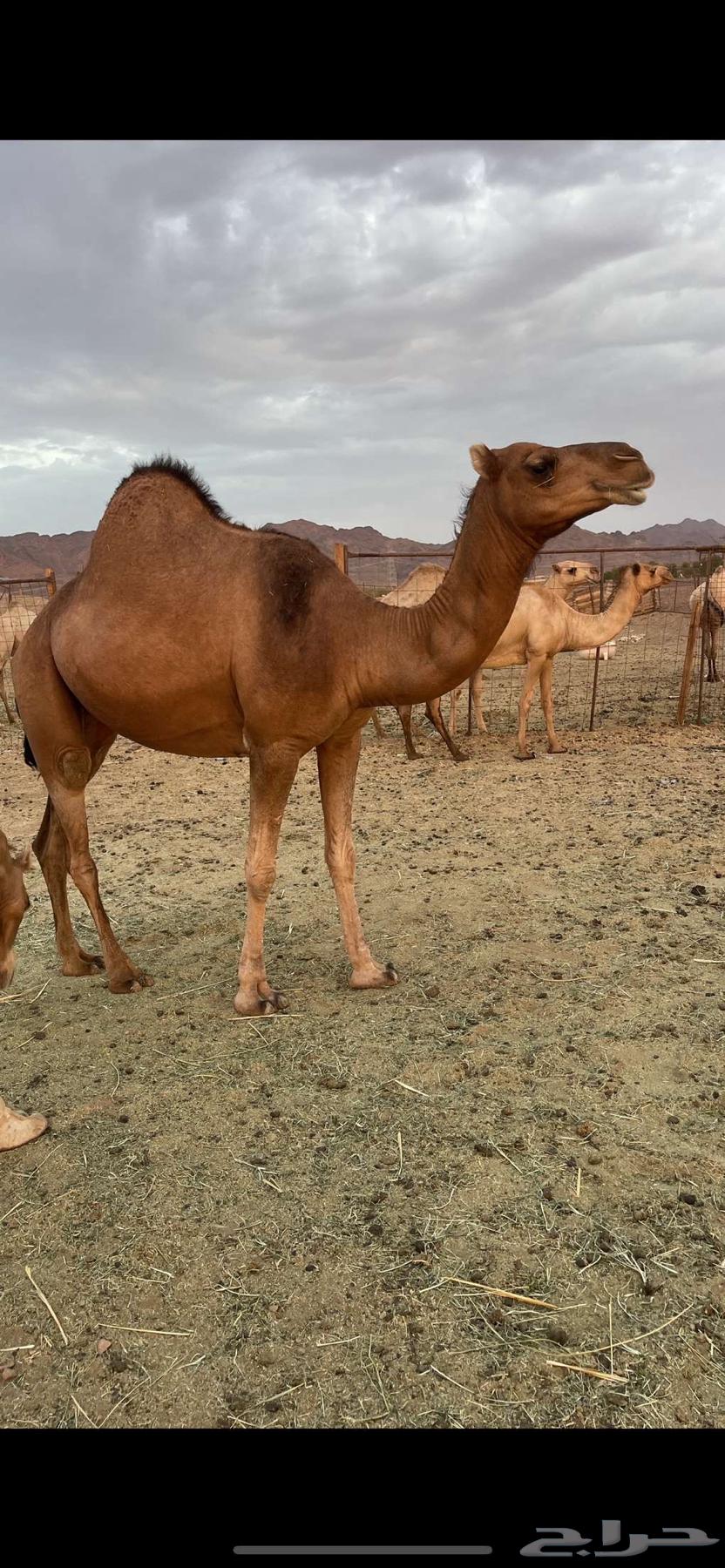 Red heifer, horned, with veil, asking price 9500, sold64419078296963113
