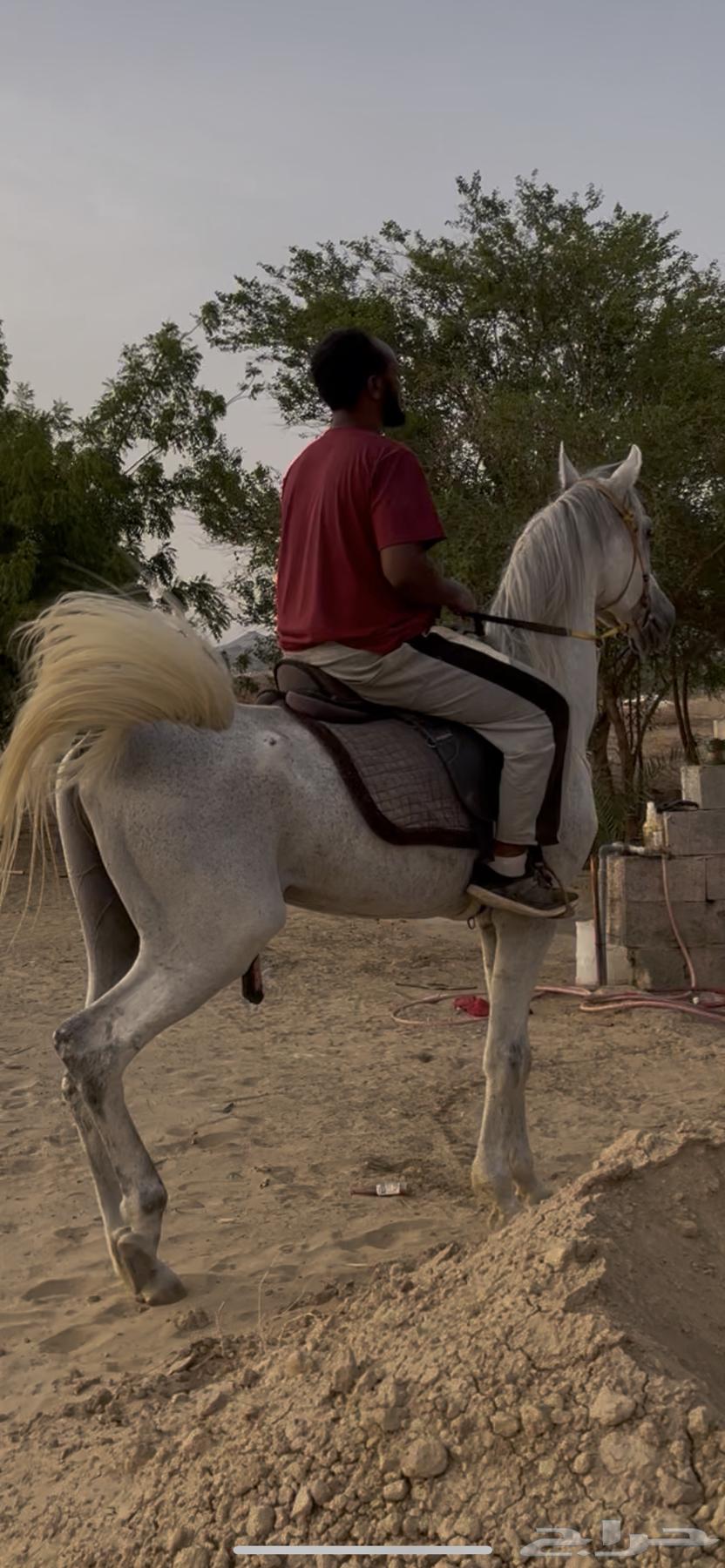 حصان شعبي تم البيع64412292535041113