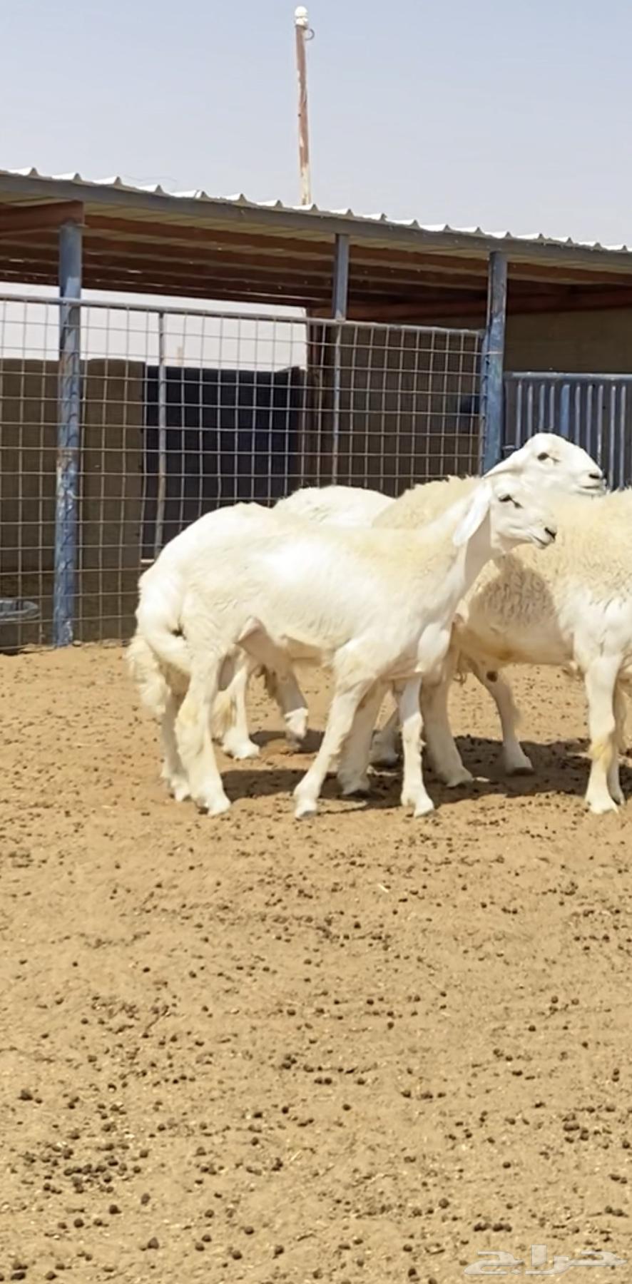 طليان حريات صنف64417494952578113