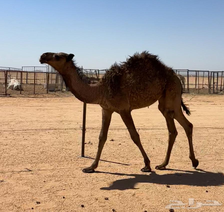 Yellow Bakra Abdaniyah64414263317377113