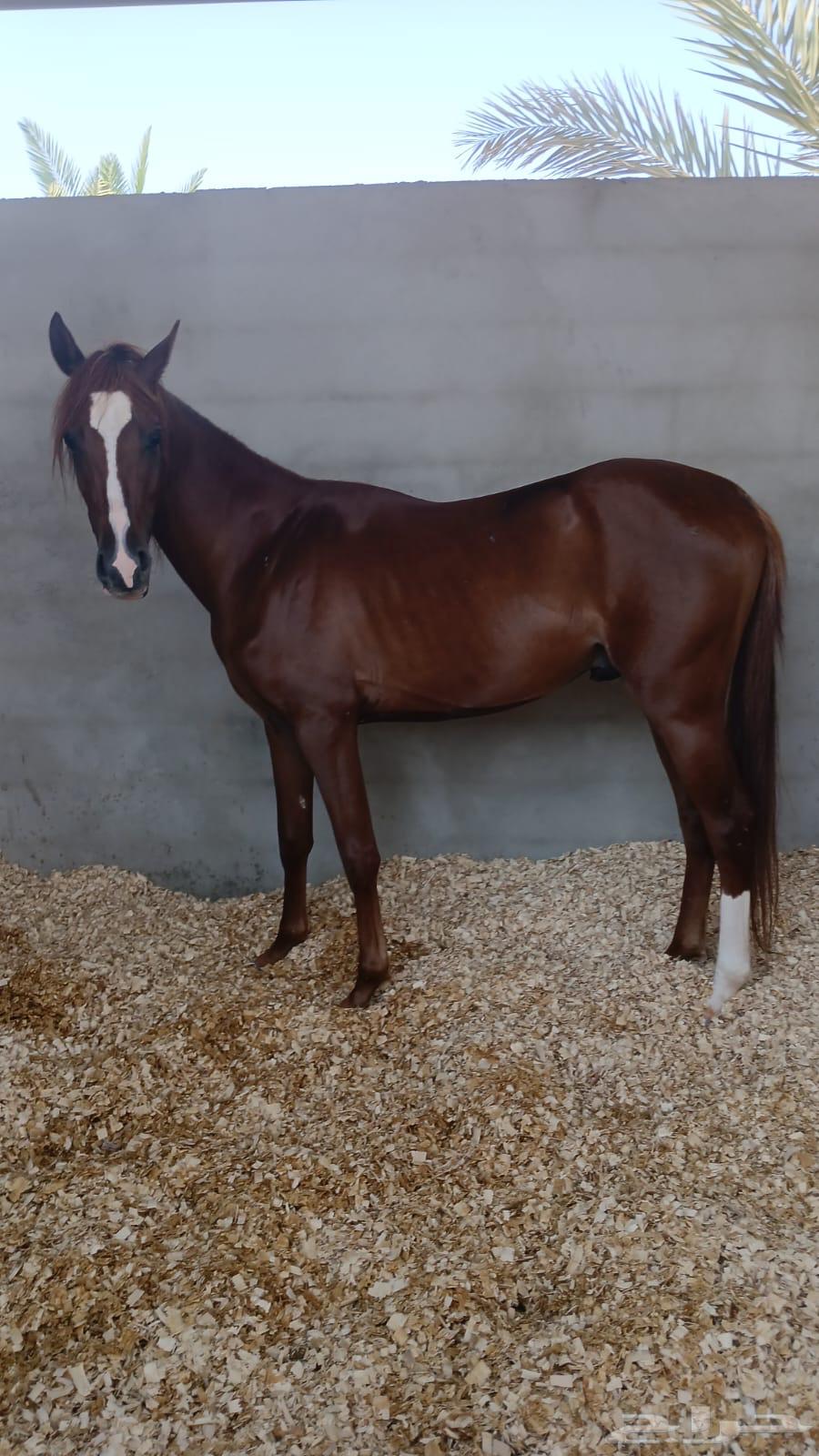 حصان شعبي جاهز للعسف64414527394305111