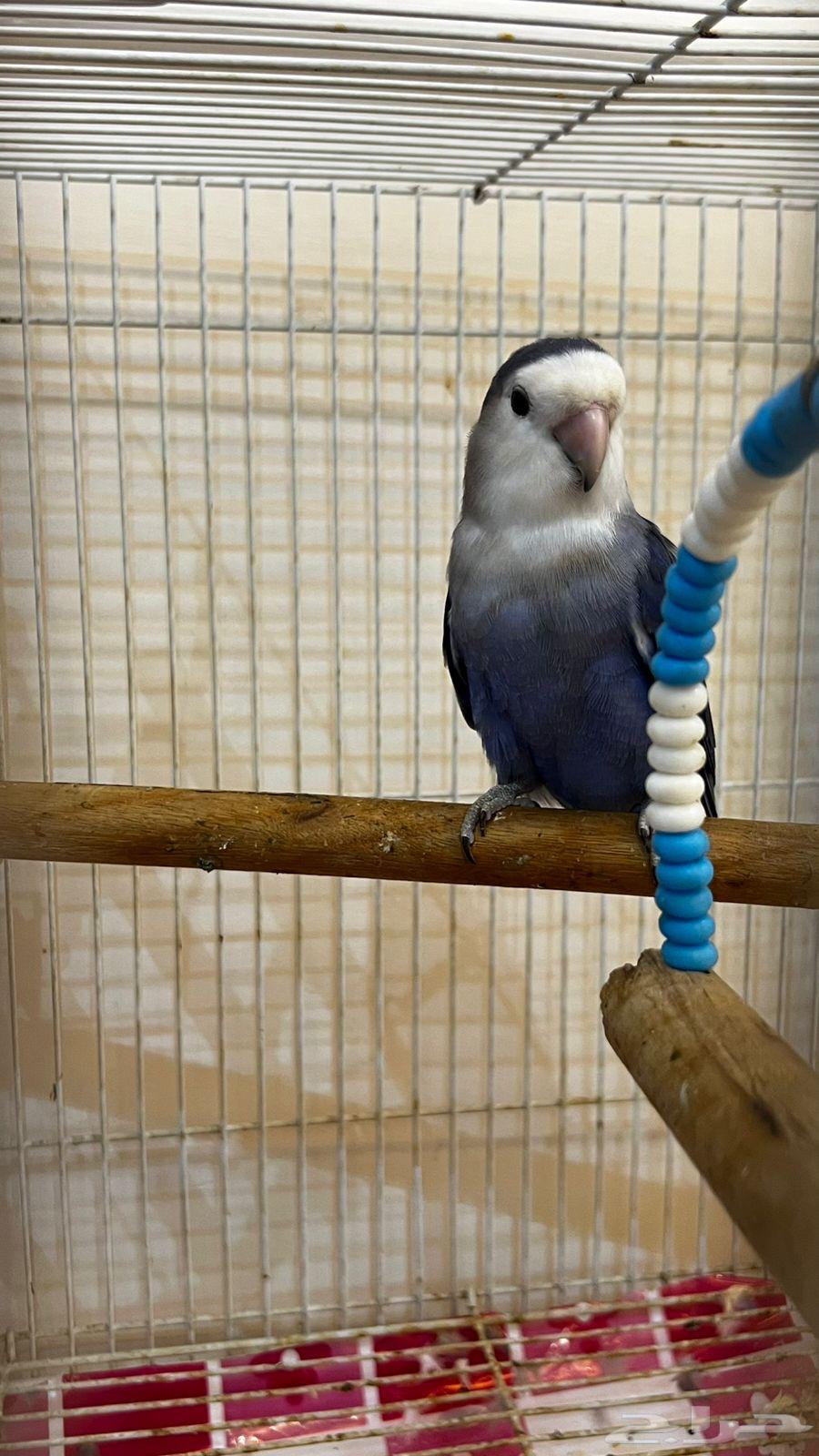 Breeding pair64417535457282114