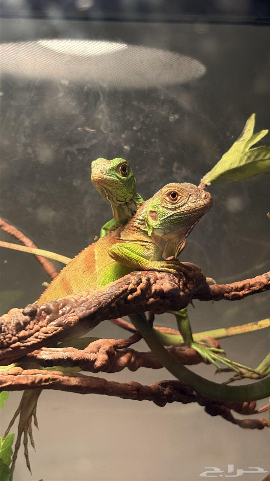 All types of iguanas64413613005313110