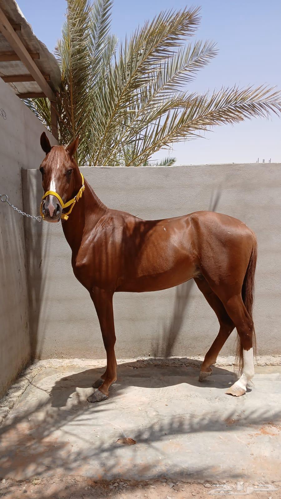 حصان شعبي جاهز للعسف64414527394305110