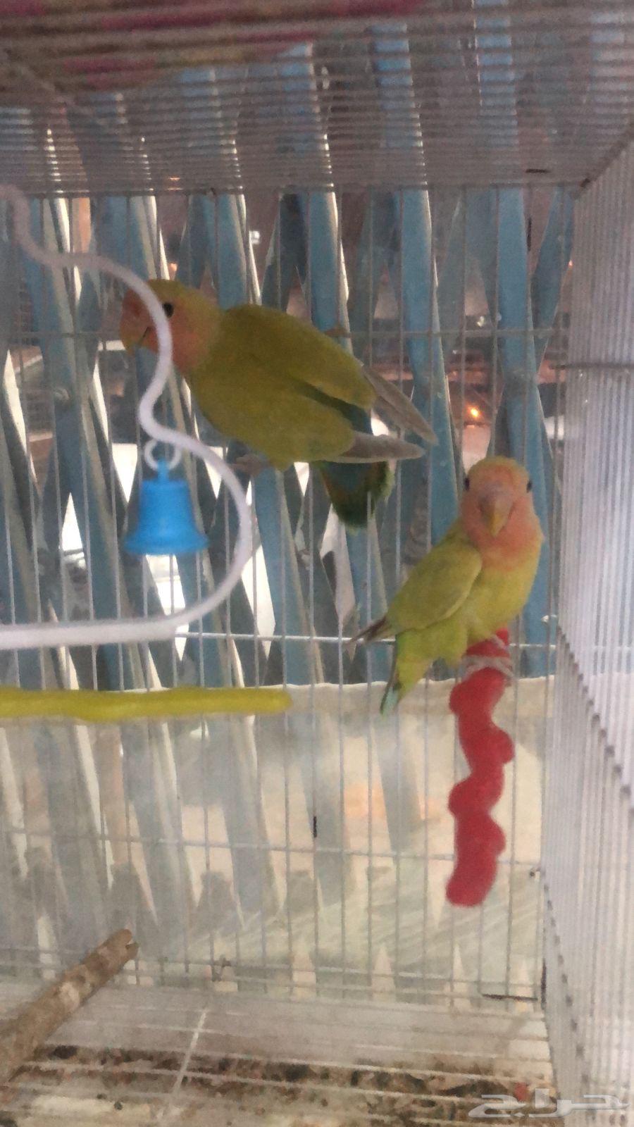 طيور روز64418851257986111