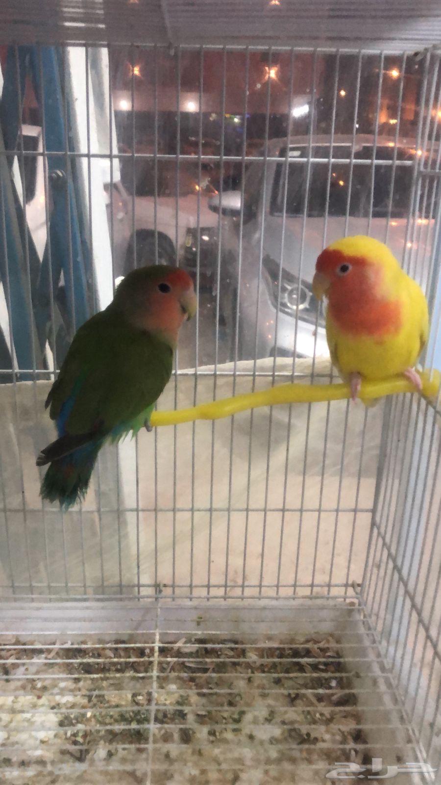 طيور روز64418851257986110