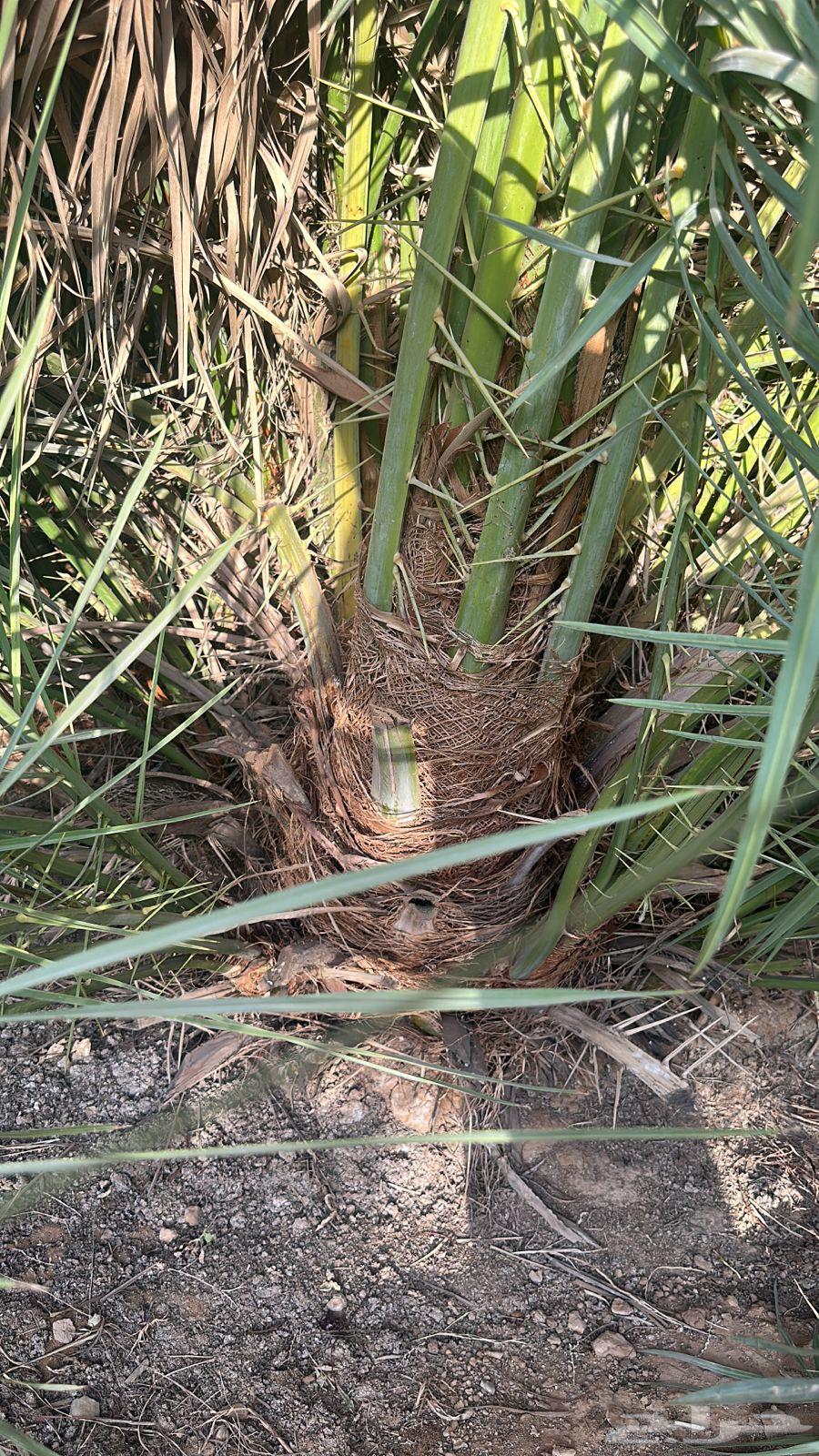 فحول فحالات نخل غنامي64418282151939110