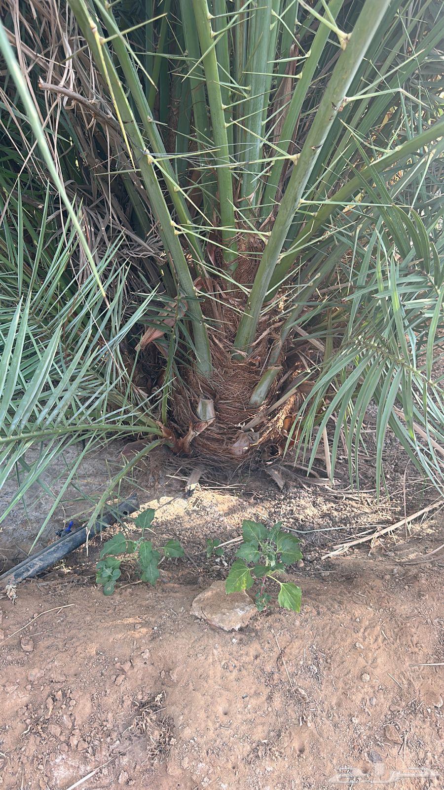 فحول فحالات نخل غنامي64418282151939111