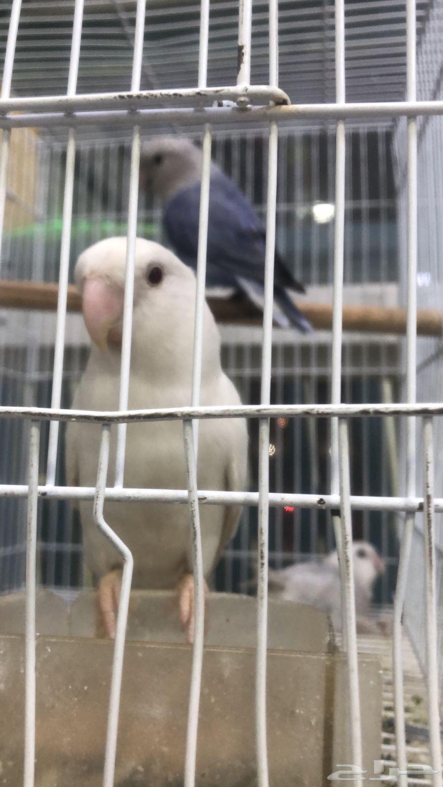 طيور روز64418851257986112