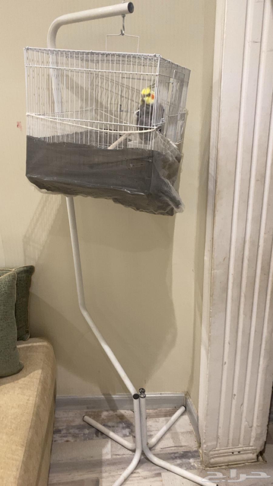 طير كوكتيل مع القفص64416690401411110